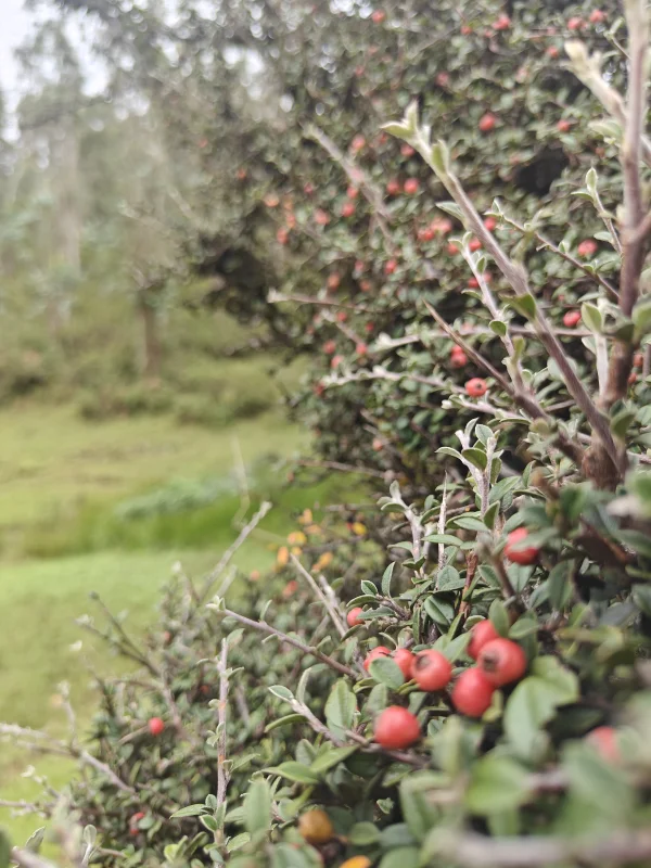 Cotoneaster Bush with Red Berries