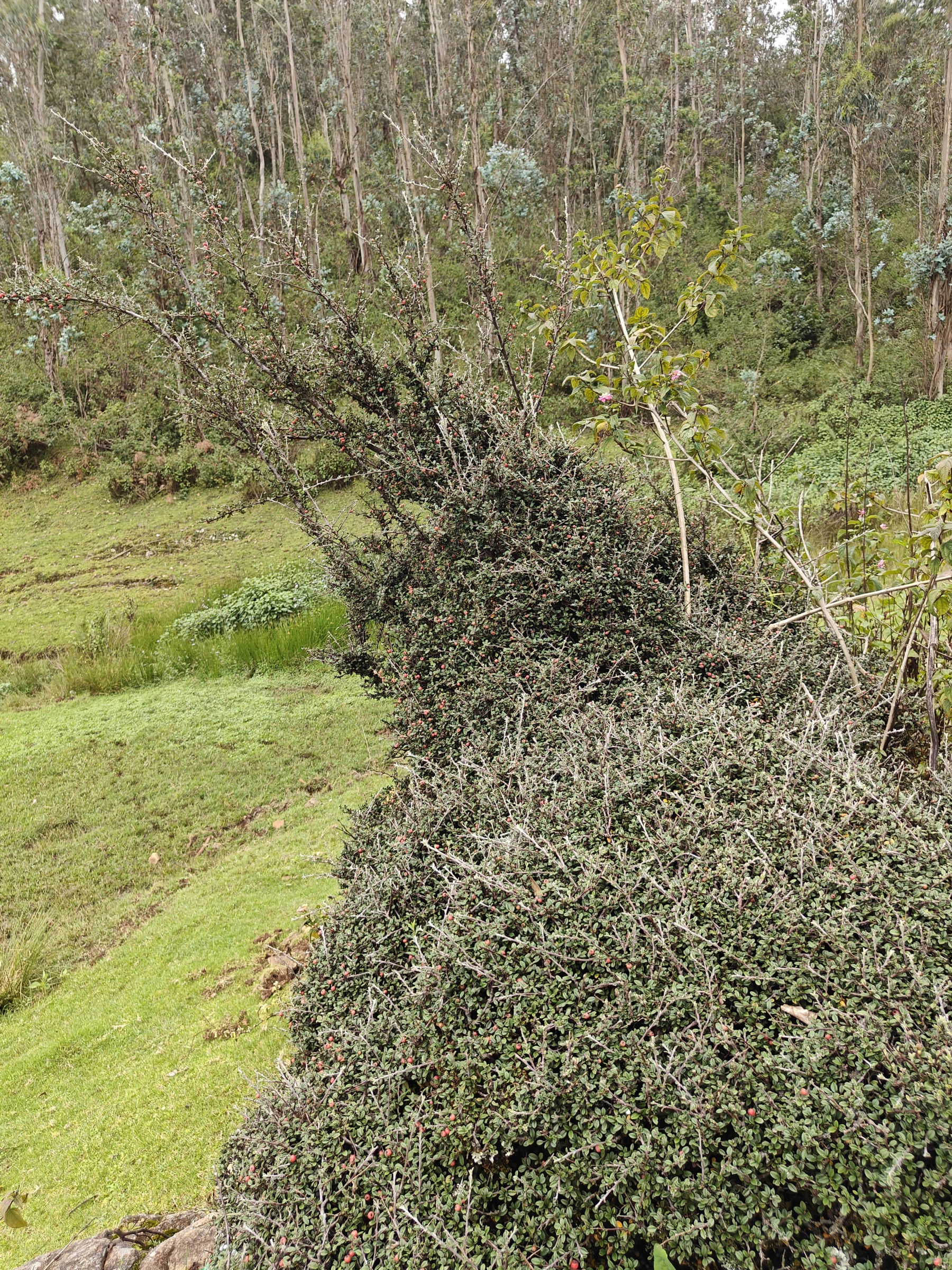 Verdant Landscape with Berry Bush