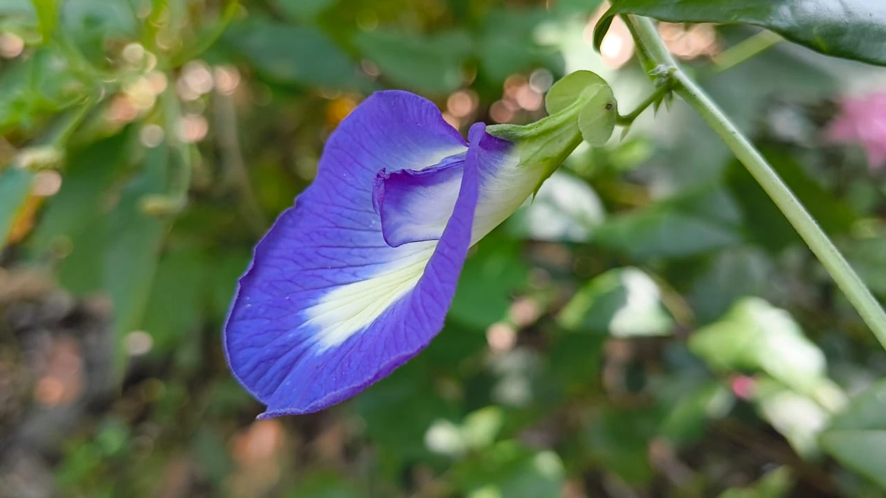 Vibrant Blue Butterfly Pea Flower Macro