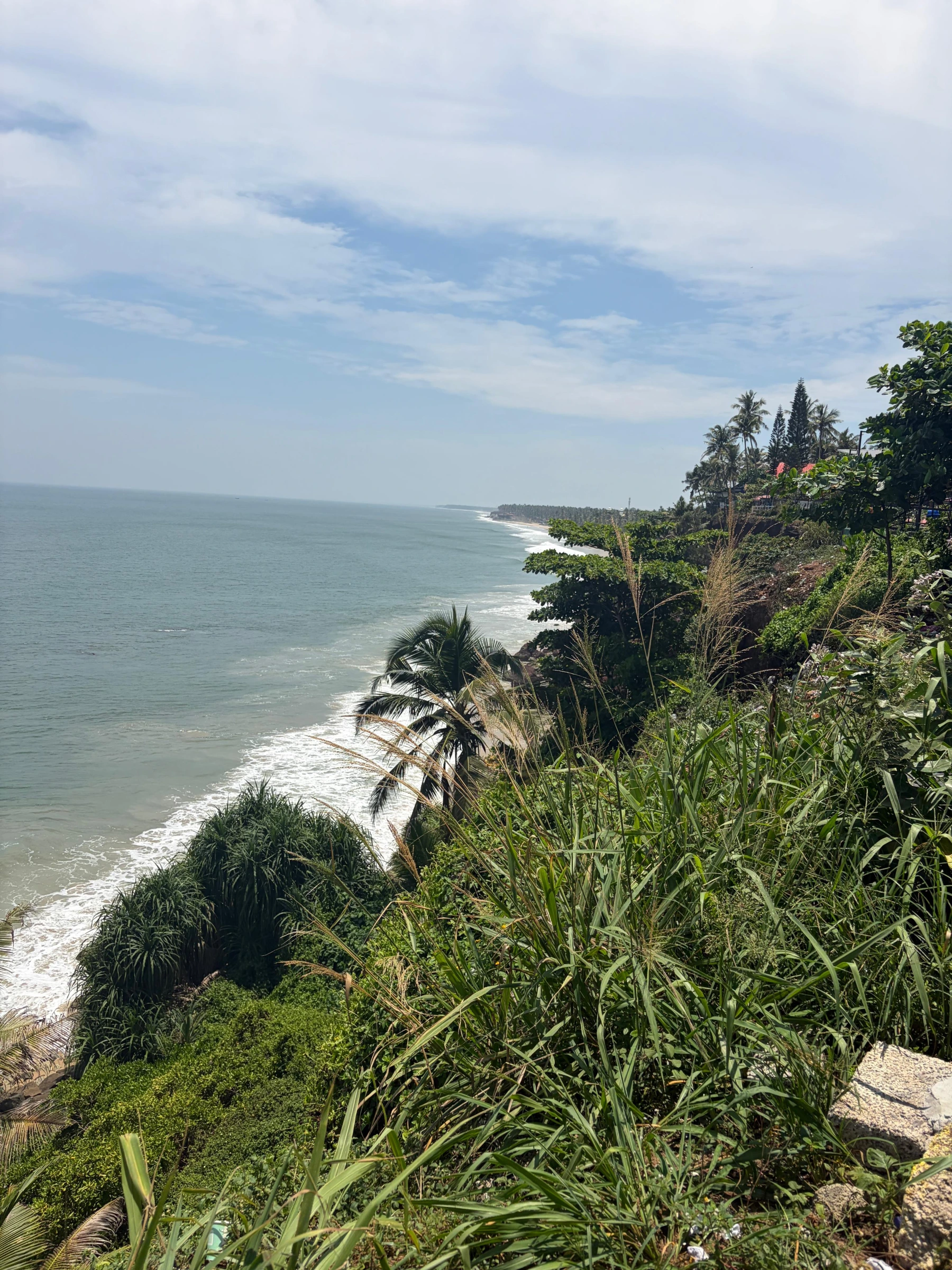 Lush Tropical Greenery Overlooking Varkala Beach and Arabian Sea Shoreline, Kerala